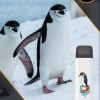 Купить City Zoo - Пингвин (Ледяной Личи), 700 затяжек, 18 мг (1,8%)